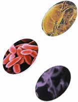 DustMites Bacteria and Gases